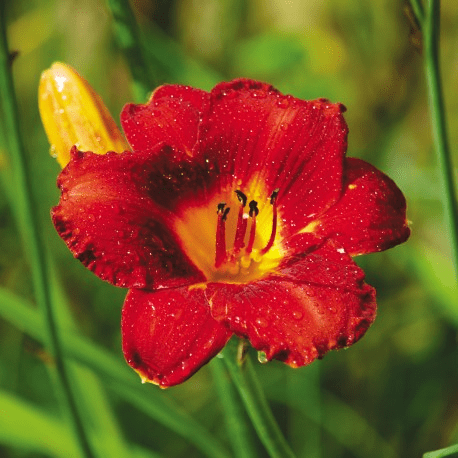 Des images de diff�rentes plantes